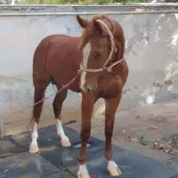 فروش چند راس اسب پرشی قیمت مناسب