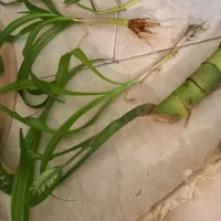 دیفن.اشک ملکه.پتوس‌‌موسی در گهواره.حسن یوسف