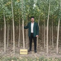 نهال صنوبر،انتخابی ایده‌آل برای مناطق نیمه‌گرمسیری