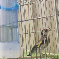 سره|پرنده|تهران, خاک سفید|دیوار