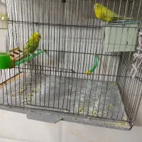 مرغ عشق مولد سه جفت