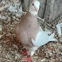 کبوتر طوقی کرمانشاهی