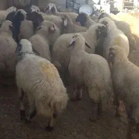 بره پاییزه شیری