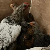 مرغ و خروس