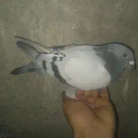 چهارتا کبوتر پلاکی