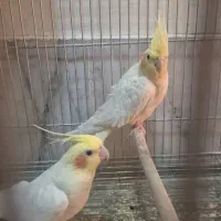 فروش ویژه عروس هلندی|پرنده|اصفهان, شهرک کاوه|دیوار