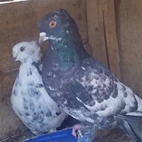 یک جفت کبوتر