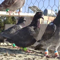 کفتر صید شب|پرنده|تربتحیدریه, طالقانی|دیوار