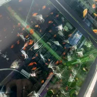 کالرویدو (گلوفیش)|ماهی|اصفهان, فجر|دیوار