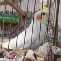 عروس هلندی نر