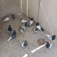 کفتر کله وسینه|پرنده|شیراز, پانصد دستگاه ارتش|دیوار