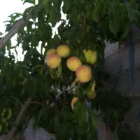 فروش  باق در نوچاه|فروش خانه و ویلا|مشهد, نوچاه|دیوار