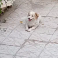 واگذاری سگ اپارتمانی