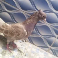 کفتر سرخ