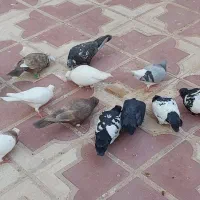 کبوتر ، کفتر  14 تا بهبهانی پرشی