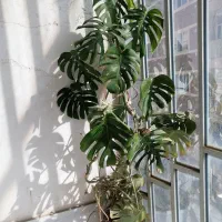 گل برگ انجیری|گل و گیاه طبیعی|نهاوند, |دیوار