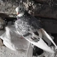 کبوتر .هما.سرور.دهاتی پرشی|پرنده|ری, شهید بهشتی|دیوار