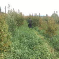 یونجه و علف