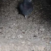 کبوتر پرشی|حیوانات|ایرانشهر, |دیوار