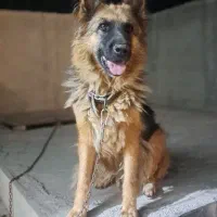 سگ ژرمن|سگ|مشکین‌دشت, |دیوار