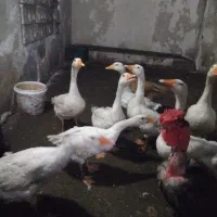 ۷عدد غاز به فروش میرسد