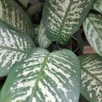 گل دیفن باخیا