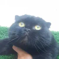 گربه اسکاتیش ماده عقیم نشده خِرسی گُنده