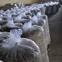 تفاله چغندرخشک فشنگی وتر بارطوبت کم باقیمت منصفانه|لوازم جانبی حیوانات|میاندوآب, |دیوار