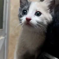 گربه ماده فحل