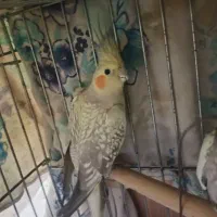 عروس هلندی مرواریدی ماده مولد