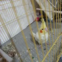 عروس هلندی نر