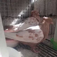 دم سرخ،، سینه زرد