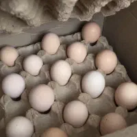 فروش تخم مرغ