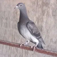 کبوتر|پرنده|سوسنگرد, |دیوار