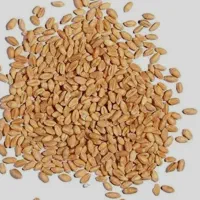 فروش گندم به صورت عمده