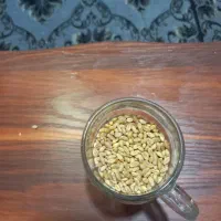 گندم بذری پیشگام بوجارشده|خدمات باغبانی و درختکاری|قزوین, |دیوار