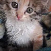 بچه گربه اروم