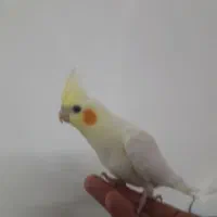 جوجه عروس هلندی رام
