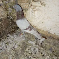 پلاکی نر|پرنده|بم, |دیوار