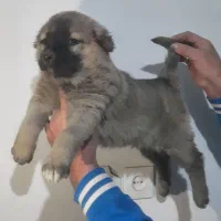 یه جفت توله سرابی نرو ماده|سگ|تهران, امام زاده عبدالله|دیوار