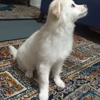 توله سه ماهه فوق‌العاده خوشگل و بازیگوش