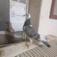 جوجه قره خیلی زرنگ