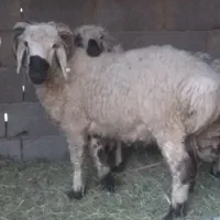 یه بره نره دارم بیست هفت میلیون قیمتشه