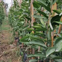 فروش انواع نهال های مرکبات