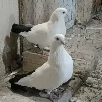 دم‌سیاه