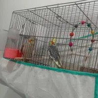 یک جفت عروس هلندی نرو ماده|پرنده|پارس‌آباد, |دیوار