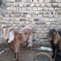 کره نر خایه کش