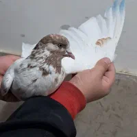 کفتر|پرنده|صباشهر, |دیوار