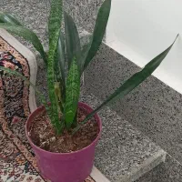 گلهای خونگی