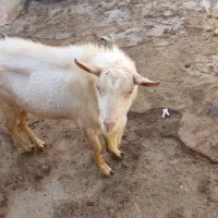 نربز سانن|حیوانات مزرعه|بلبان آباد, |دیوار